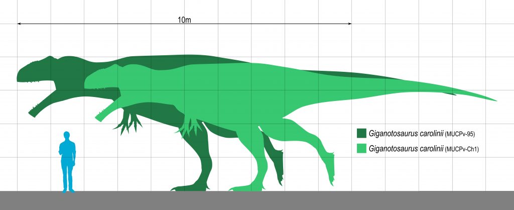 giganotosaurus size