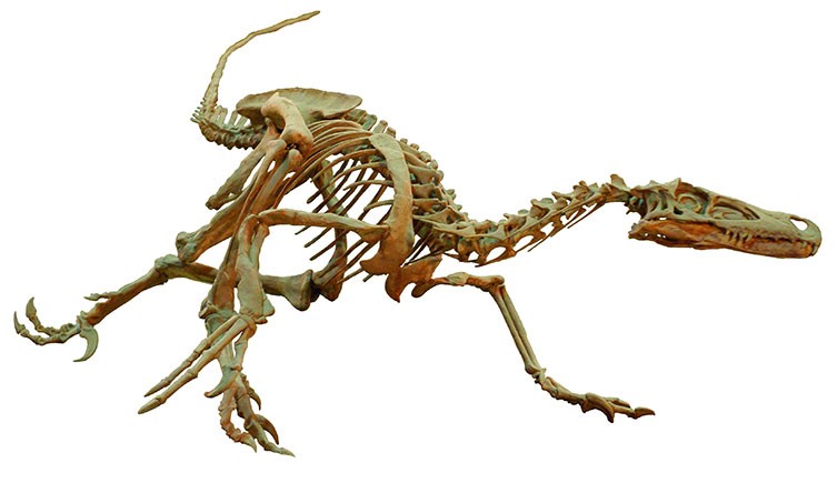 Velociraptor fossil