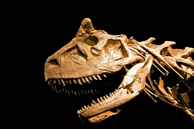 carnotaurus skull