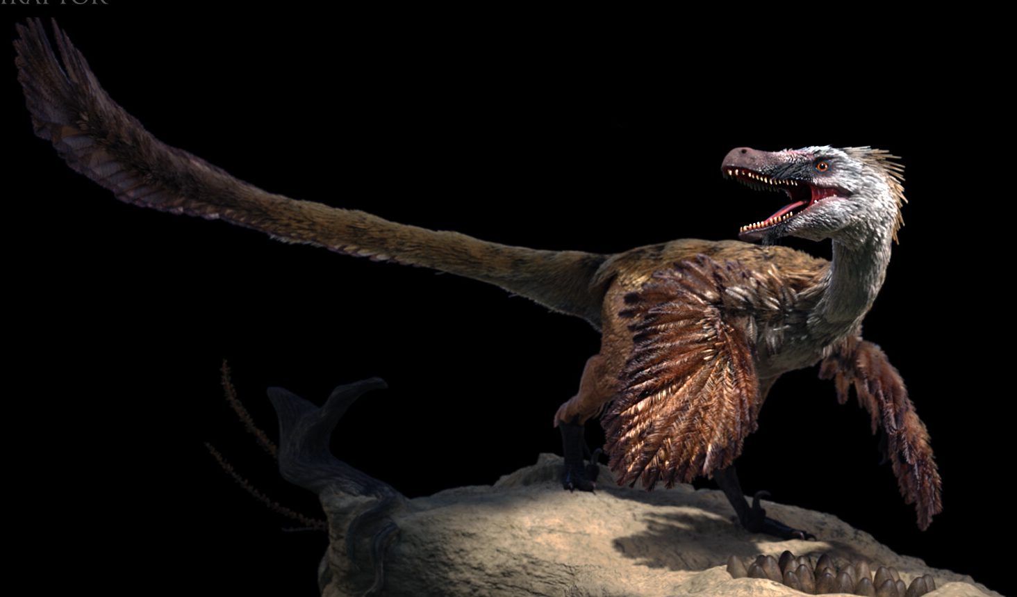 Velociraptor – sát thủ miền hoang mạc