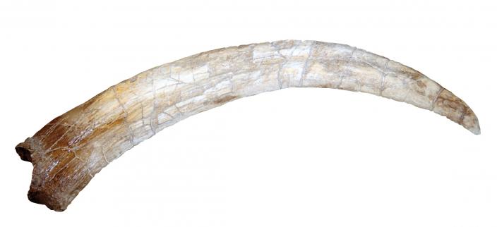 therizinosaurus claw