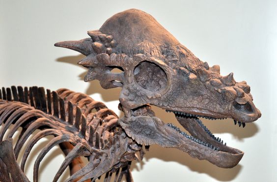 pachycephalosaurus skull at royal ontario museum