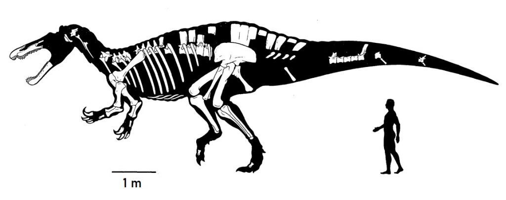 suchomimus skeleton size