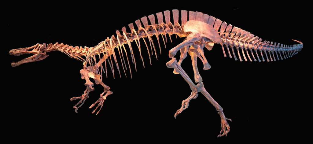 suchomimus skeleton