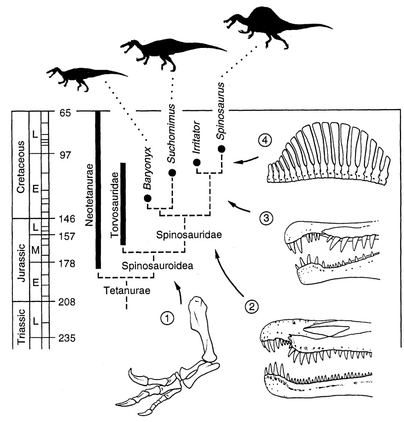 suchomimus in evolution tree of spinosauridae