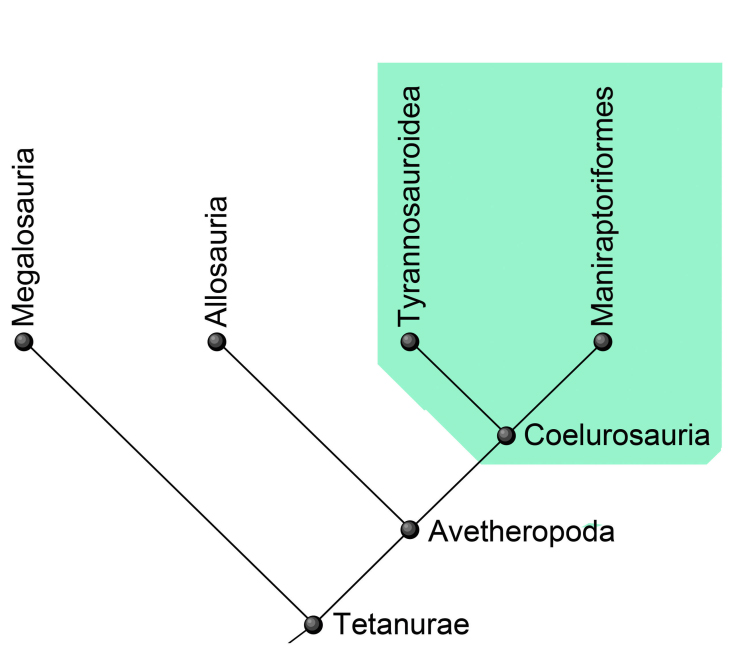 tyrannosauroidea phylogenic cladogram