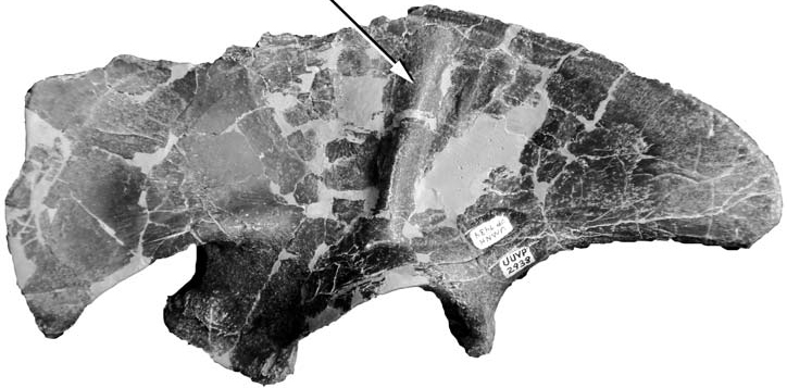 Mảnh xương chậu Stokesosaurus, một trong những Tyrannosauroidea xuất hiện sớm nhất