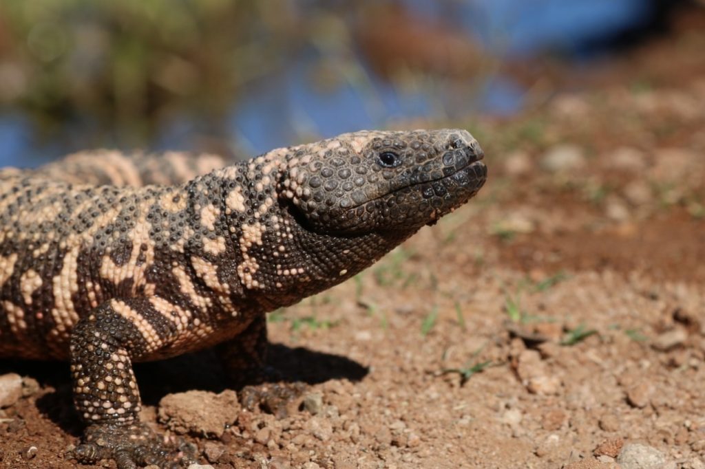 gila monster
