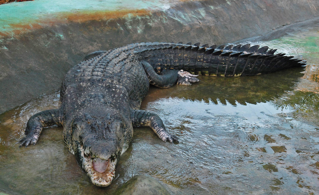 cá sấu Lolong