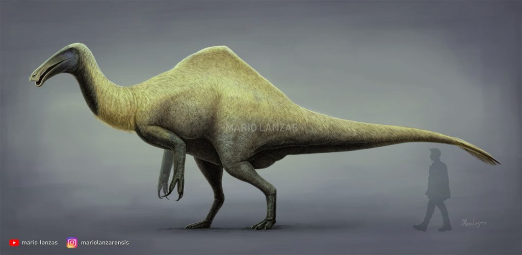 Deinocheirus size